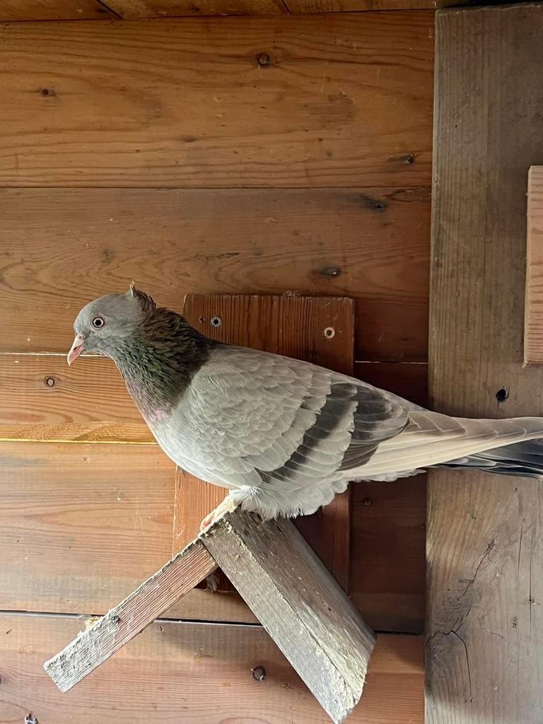 Pigeon Takla, Animaux & Accessoires