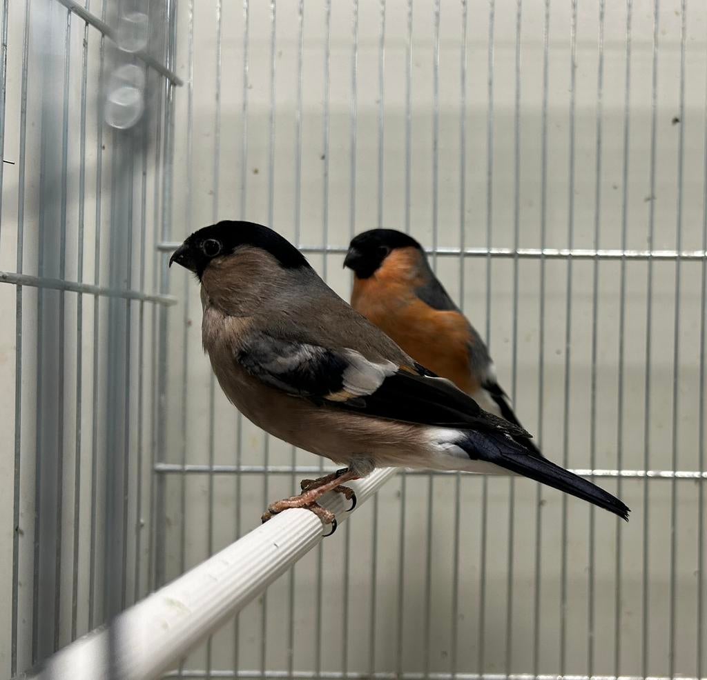 1 man Europese goudvink (kleine), Dieren en Toebehoren, Meerdere dieren, Wildzangvogel, Geringd