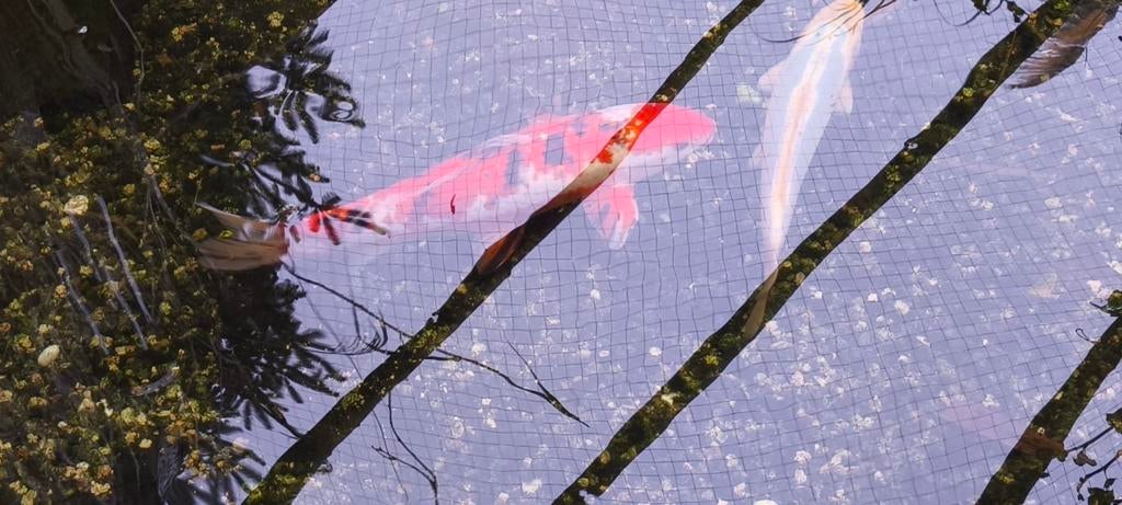 Verschillende koi,s . Karper . Zeelt. Te koop, Tuin en Terras, Ophalen