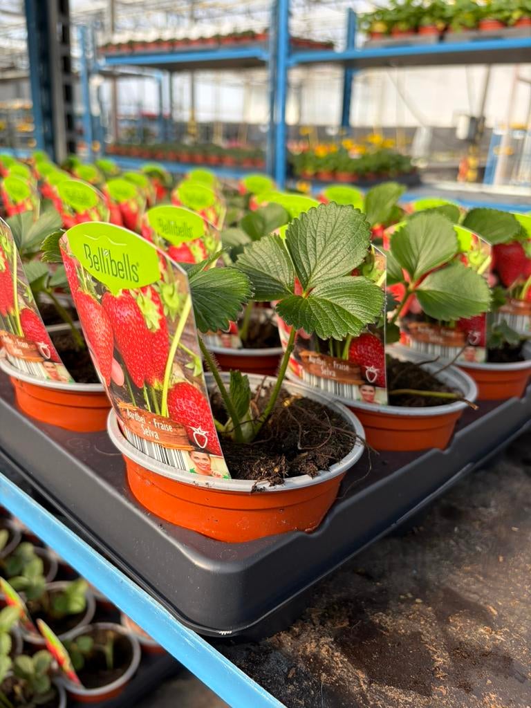 Raszuivere Aardbeiplanten - 10 soorten, Tuin en Terras, Planten | Tuinplanten, Ophalen