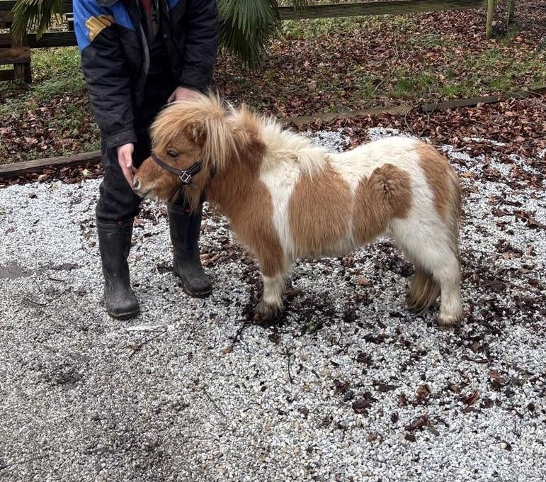 Juments Poneys Shetland taille super miniature, Dieren en Toebehoren, Merrie