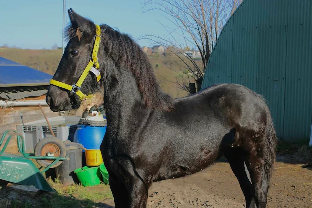 Te koop Fries merrieveulen volle papieren vader tiede501, Dieren en Toebehoren