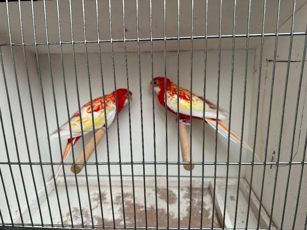 Mooie Rubino Rozella  koppel, Autres espèces