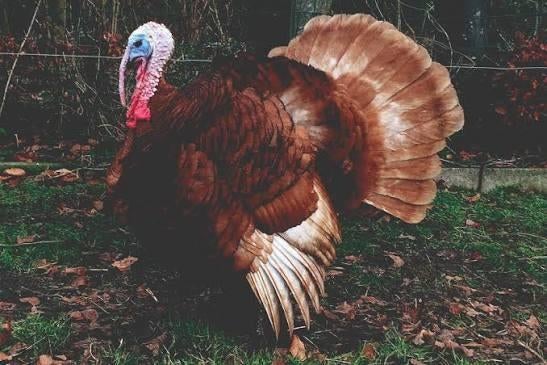Broed eieren van rode ardenner kalkoen, Dieren en Toebehoren, Pluimvee, Meerdere dieren, Kalkoen