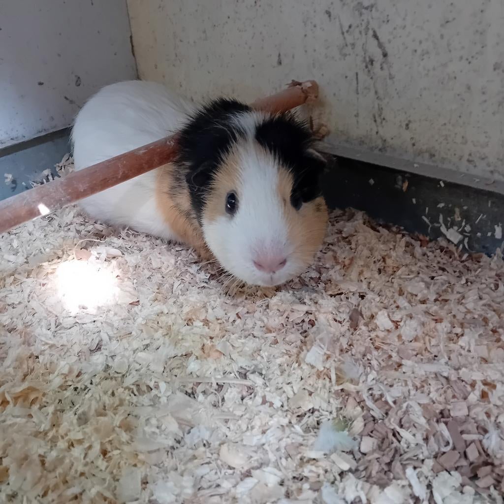 Cavia Beertje, bewezen ,zoekt nieuwe thuis, Dieren en Toebehoren, Juni, Mannelijk, Cavia