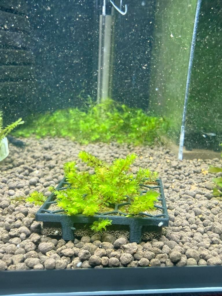 Rare moss, Dieren en Toebehoren, Ophalen, Zo goed als nieuw