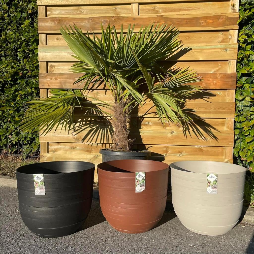 ‼️palmbomen trachycarpus fortunei aan stuntprijzen ‼️, Tuin en Terras, Ophalen