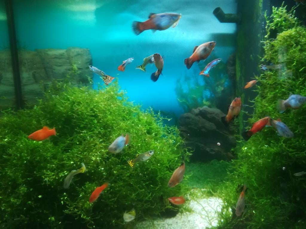 javamos, Dieren en Toebehoren, Ophalen