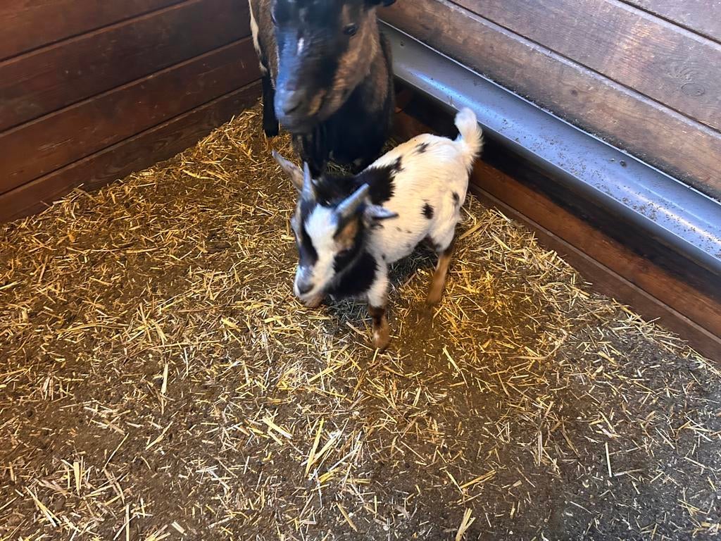 Bokjes te koop, Animaux & Accessoires, Mâle, Chèvre, 0 à 2 ans