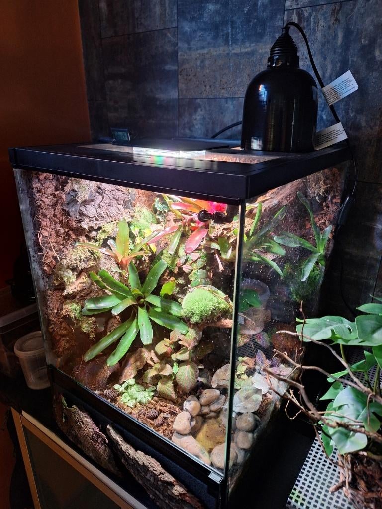 terrarium Dendrobates Complet, Dieren en Toebehoren, Ophalen, Gebruikt, Terrarium of Paludarium