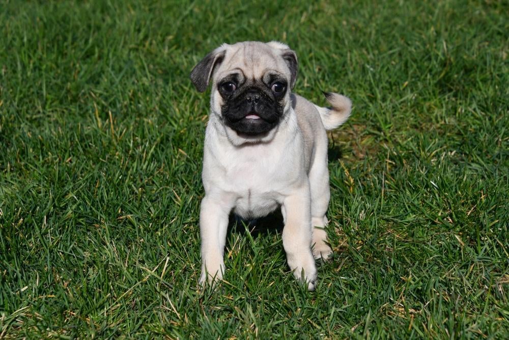 Mopshond pup te koop (reutje), 15 weken tot 1 jaar, Buitenland, Parvo, Eén hond