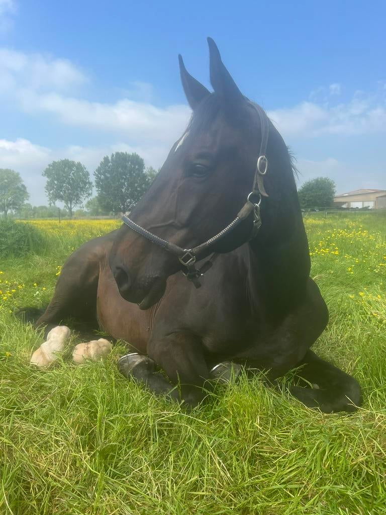 11-jarige BWP ruin, Dieren en Toebehoren, Paarden, Springpaard, 175 cm of meer, Met stamboom, Ruin