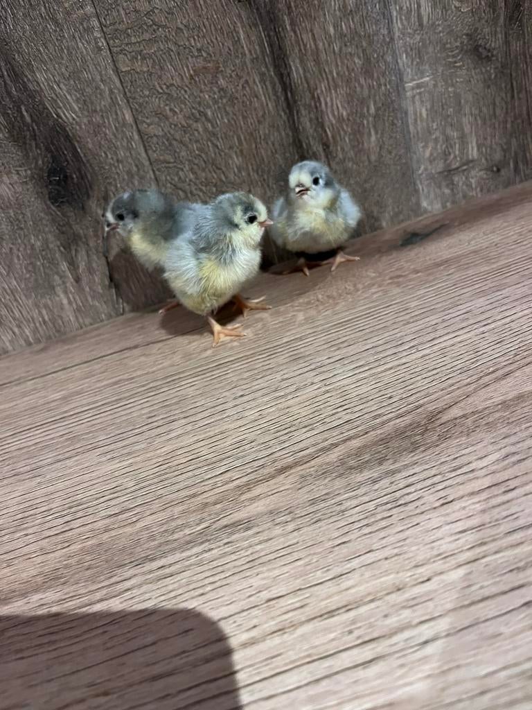 Araucana lavendel kuikens, Dieren en Toebehoren, Pluimvee