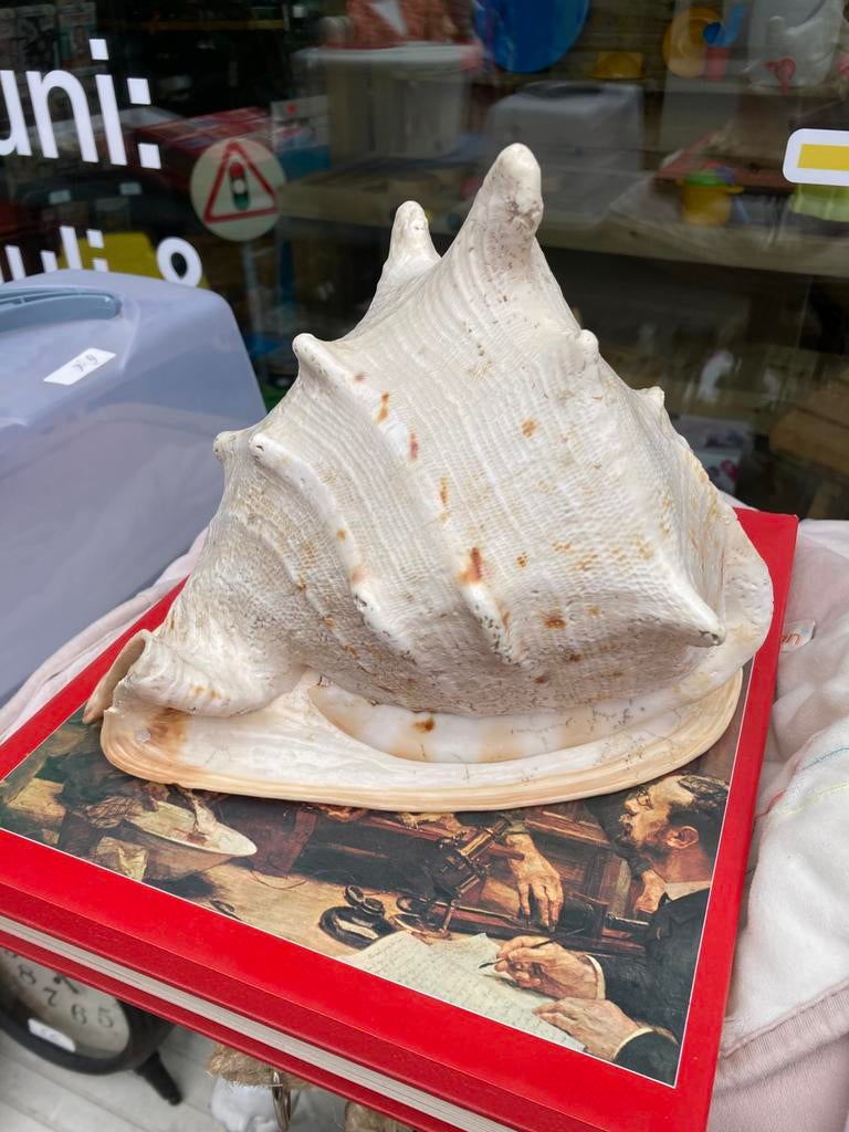 Grote zeeschelp, Verzamelen, Ophalen, Schelp(en)