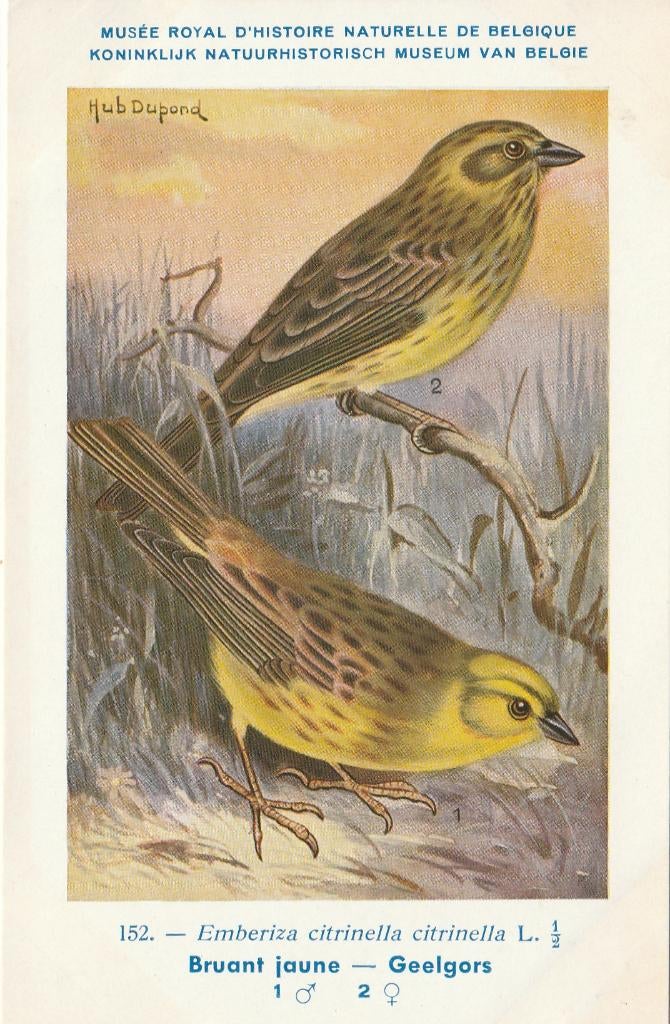 GEELGORS, Verzamelen, Postkaarten | Dieren, Verzenden, Ongelopen, Vogel