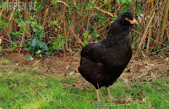 Araucana kriel bolstaart broedeieren