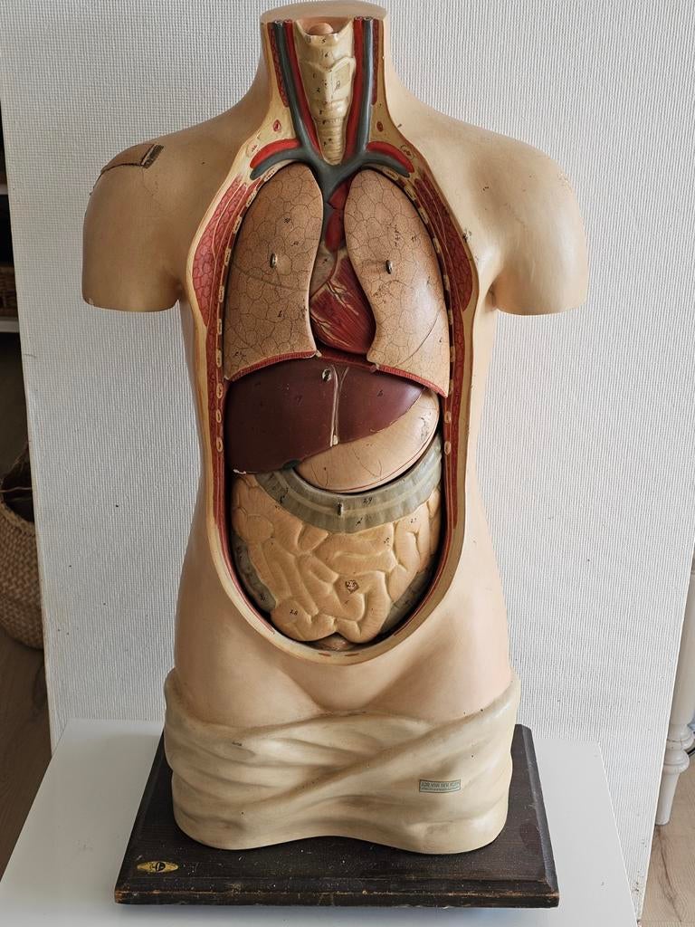anatomisch model van een menselijke torso,, Antiek en Kunst, Ophalen