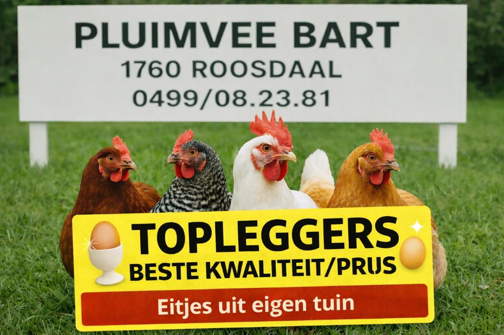 sier / kriel en legkippen PLUIMVEE BART OPEN OP ZA/ZONDAG, Dieren en Toebehoren, Pluimvee, Kip, Vrouwelijk