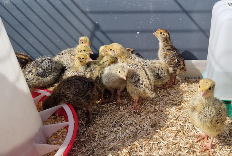 Kuikens en broedeieren (jumbo) Japanse kwartels, Dieren en Toebehoren, Pluimvee, Geslacht onbekend