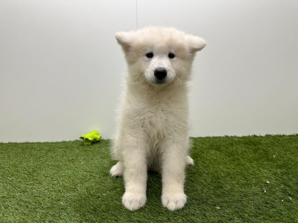 Samojeed pups, België, Keeshond, 8 tot 15 weken, Parvo