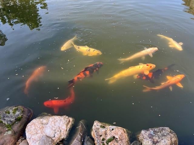 Pêche en étang KOIS, Enlèvement