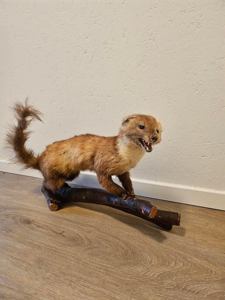 Opgezette marter, Verzamelen, Dierenverzamelingen, Ophalen