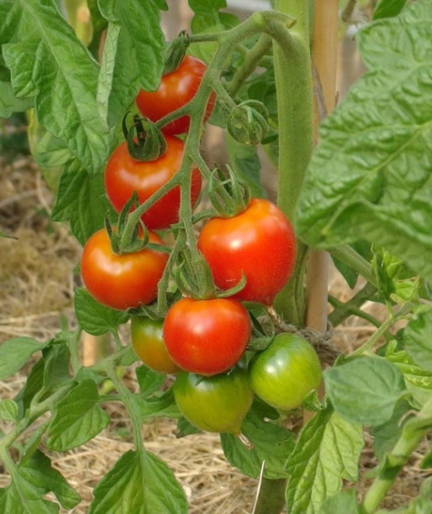 tomate cocktail Ruthje - 5 graines, Jardin & Terrasse, Bulbes & Semences, Graine, Printemps, Envoi