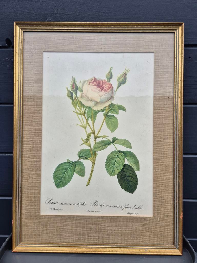 Vintage kader met roos, JP Redouté, Antiek en Kunst, Ophalen of Verzenden