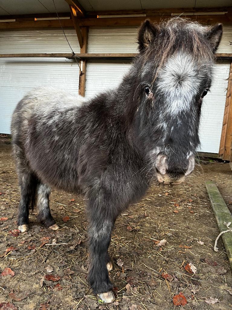 halve stal 2,5 - jarige falabella, Dieren en Toebehoren, Paarden, Merrie