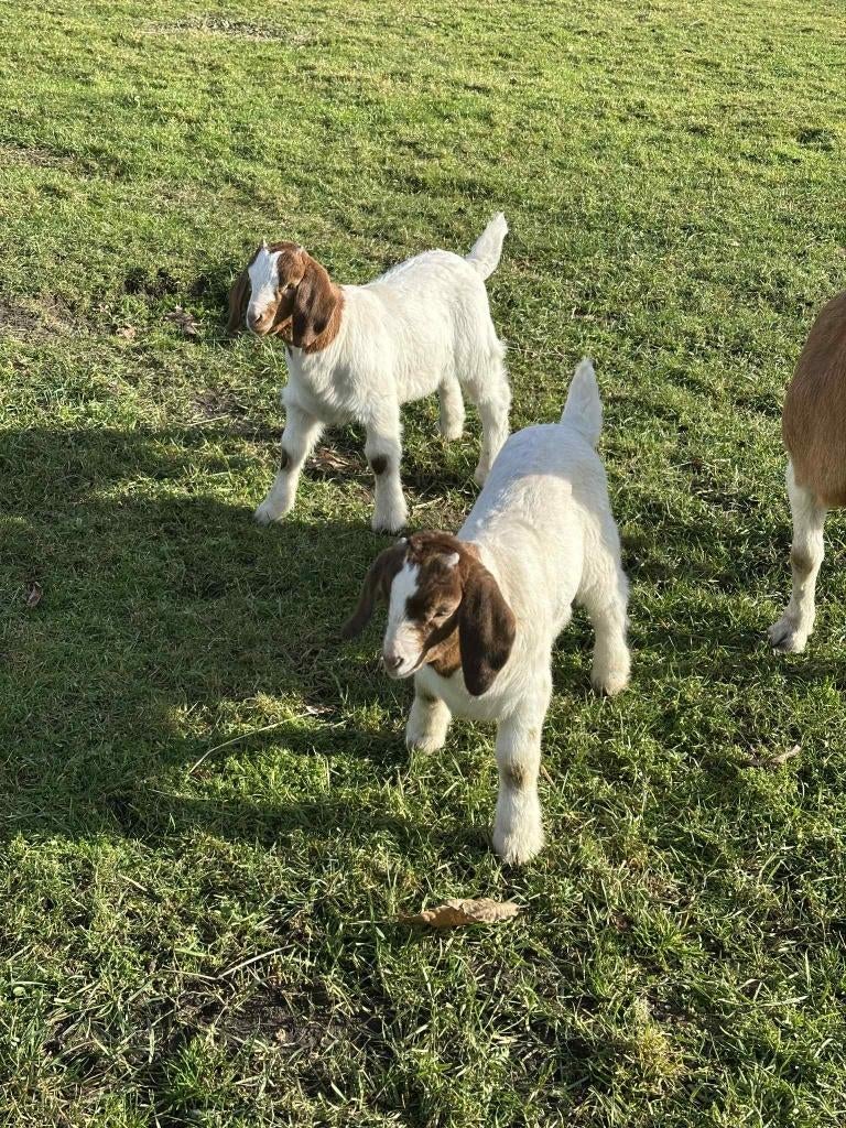 Boergeit bokjes, Dieren en Toebehoren, Schapen, Geiten en Varkens, Geit, Mannelijk, 0 tot 2 jaar