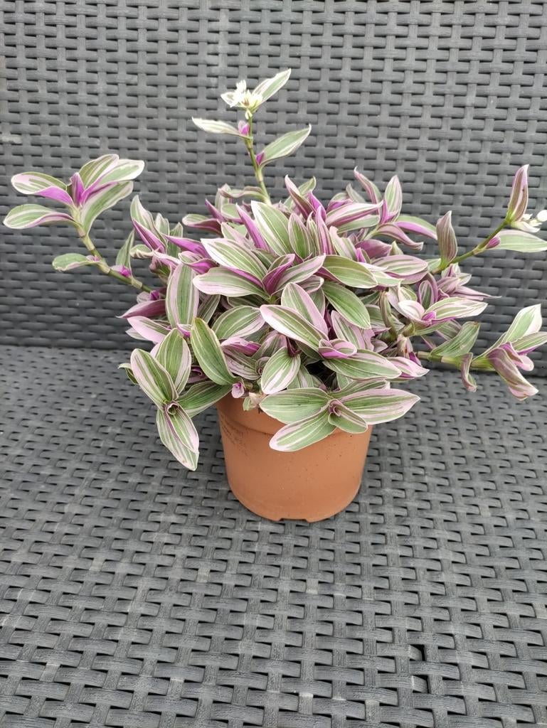 Tradescantia Sweetness met mooie witte bloemen, Enlèvement