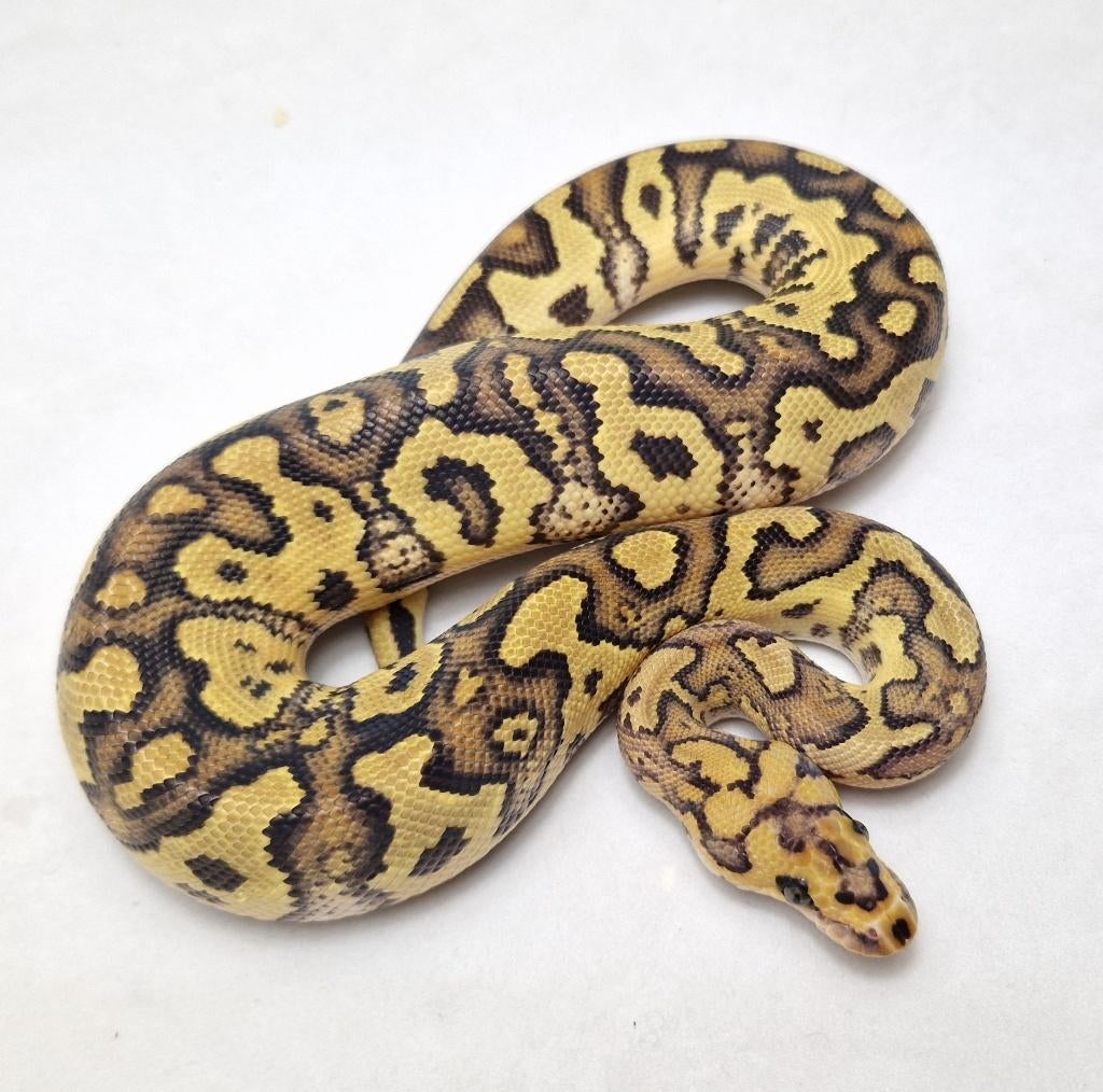 Fire Black head Clown vrouw, Serpent, Domestique, 0 à 2 ans