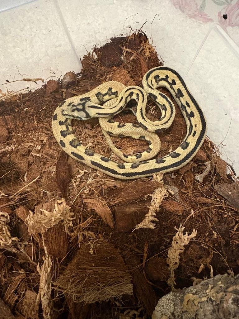 0.1 morelia spilota jaguar genetique stripe, Slang, Tam, 0 tot 2 jaar