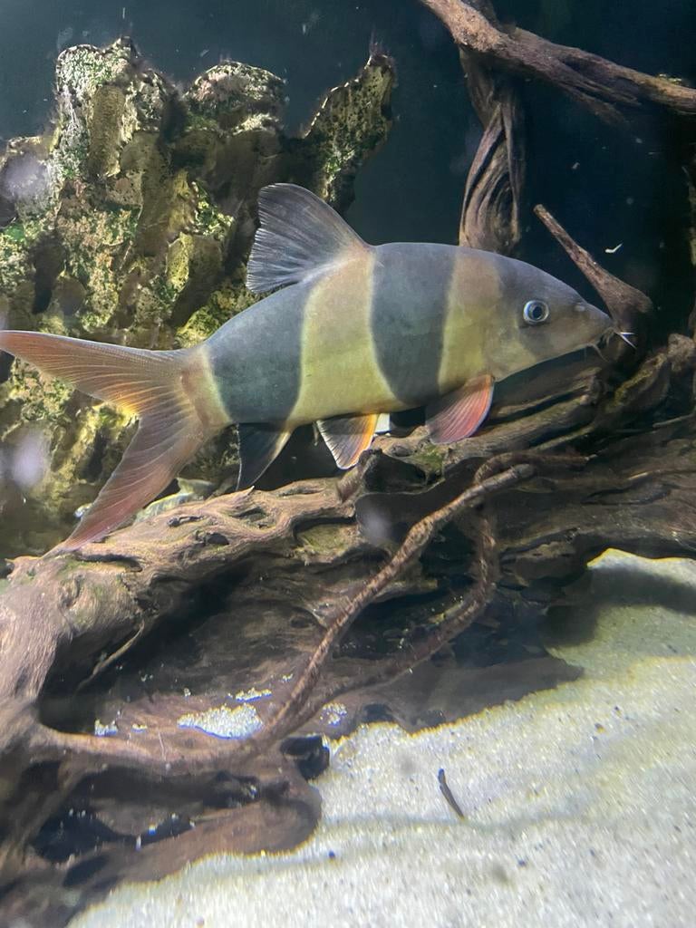 Clown botia, Vis, Zoetwatervis, Schoolvis