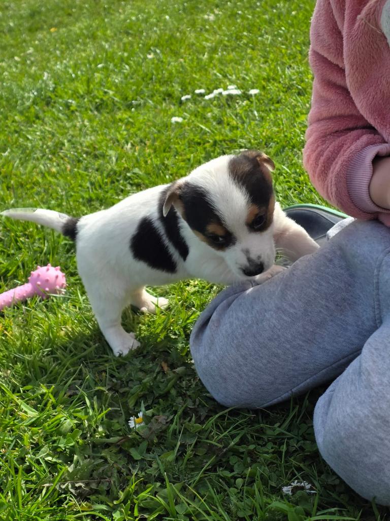 Doux et beaux chiots Jack Russel 650 euros, Chien (mâle), Autres races, Belgique, Plusieurs
