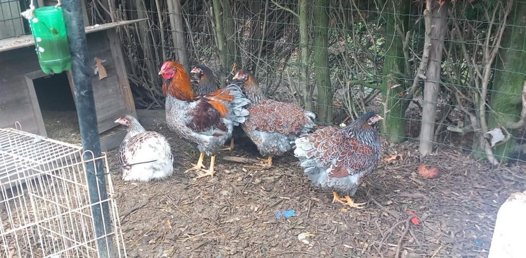 Broedeieren Wyandotte groothoen goudblauw gezoond, Dieren en Toebehoren, Pluimvee
