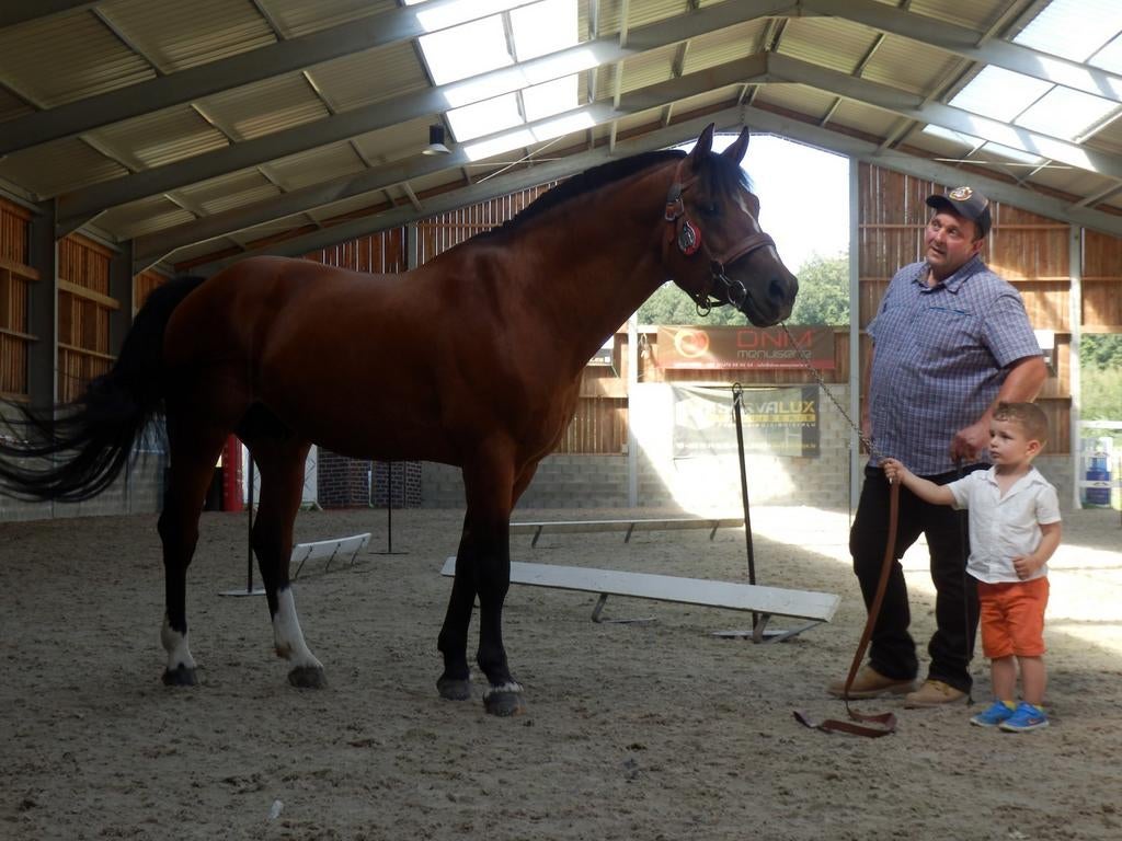 Freiberger dekking natuurlijk, Animaux & Accessoires, Chevaux, Étalon, Z