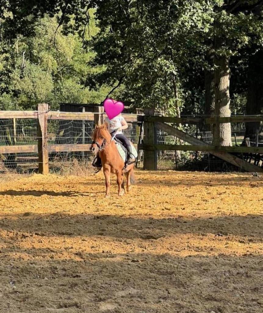 Super lieve merrie, Dieren en Toebehoren, B, Dressuurpony, A pony (tot 1.17m), 7 tot 10 jaar