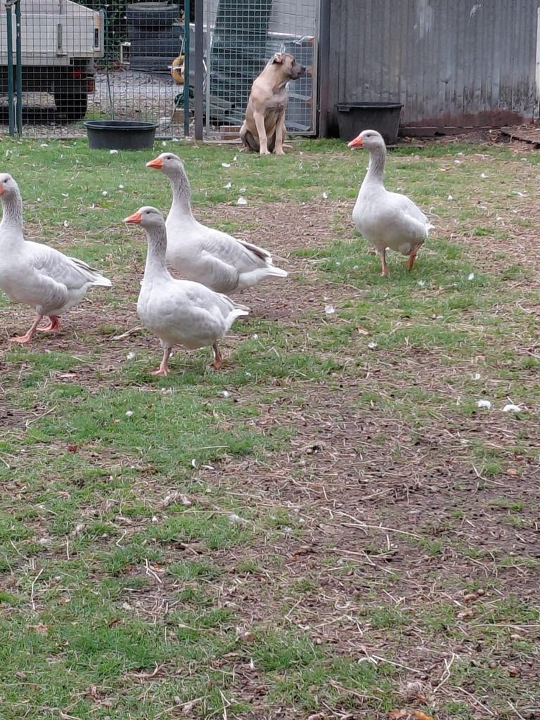 Frankische ganzen, Animaux & Accessoires, Volatiles, Plusieurs animaux, Oie ou Cygne