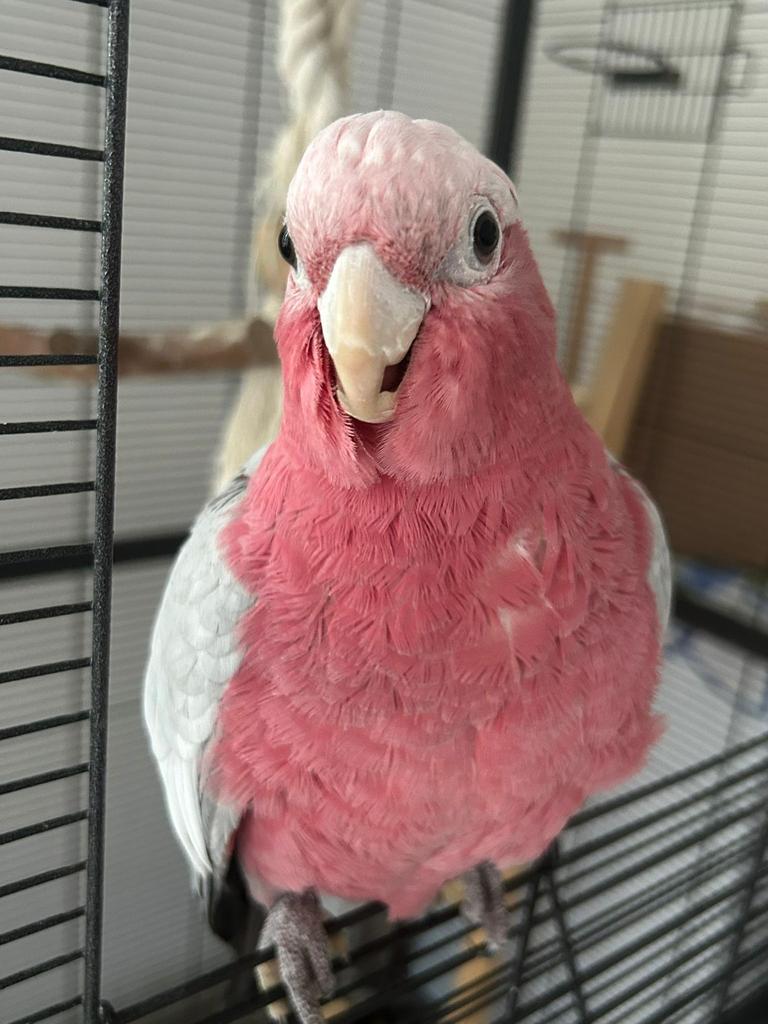 cacatoès rosalbin 1 an, Mâle