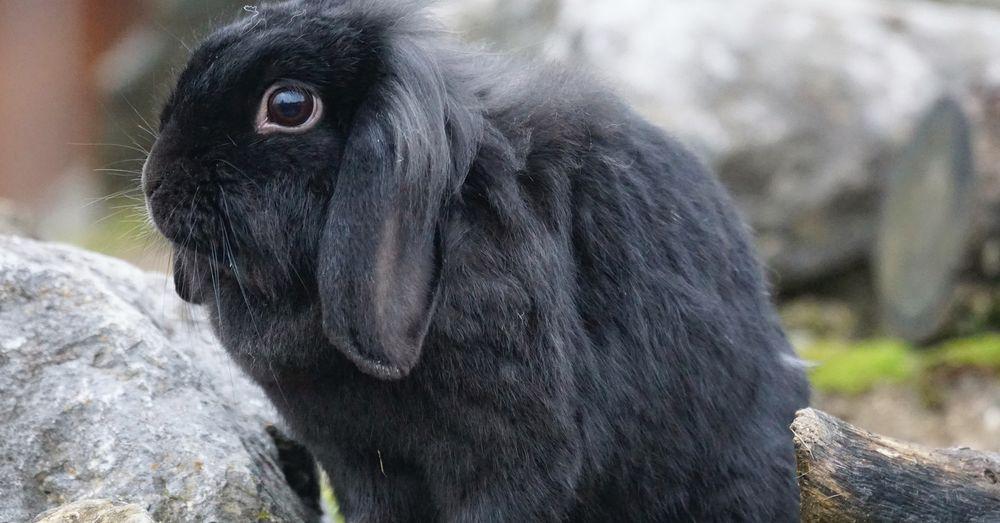 Hangoor nain hollandais mâle, Animaux & Accessoires, Volatiles