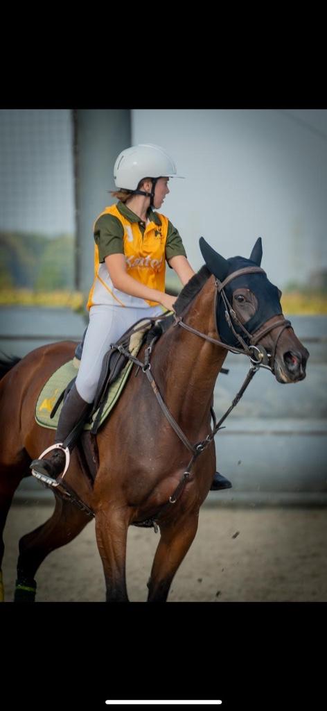Volbloed merrie te koop, Animaux & Accessoires, Chevaux, Avec pedigree, 160 à 165 cm, Ne s'applique pas, Jument