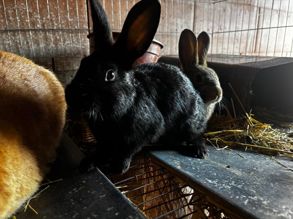 Jonge konijnen te koop, Dieren en Toebehoren, Konijnen, Meerdere dieren, Groot, 0 tot 2 jaar