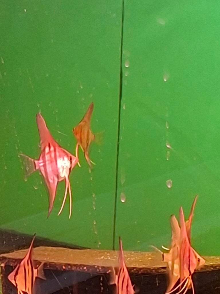 Maanvis  rio nannay  nakweek, Vis, Zoetwatervis