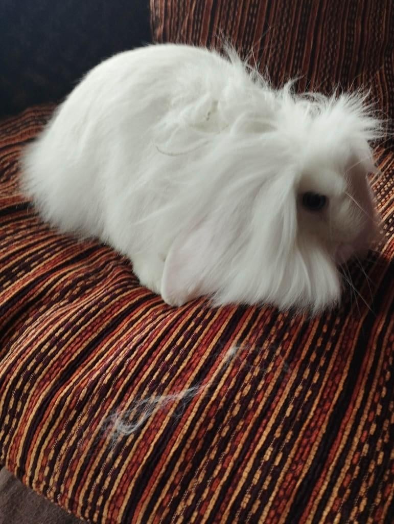 te koop teddy konijn voedster  met ferplast verblijf, Animaux & Accessoires, Lapins, Taille moyenne, 0 à 2 ans