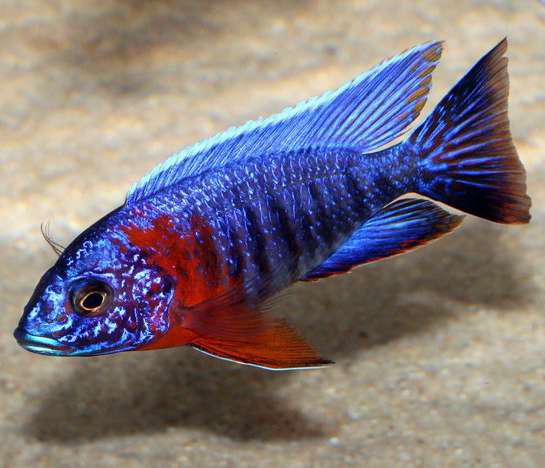 Cichlidés du Malawi disponibles, Poisson, Poisson d'eau douce, Banc de poissons