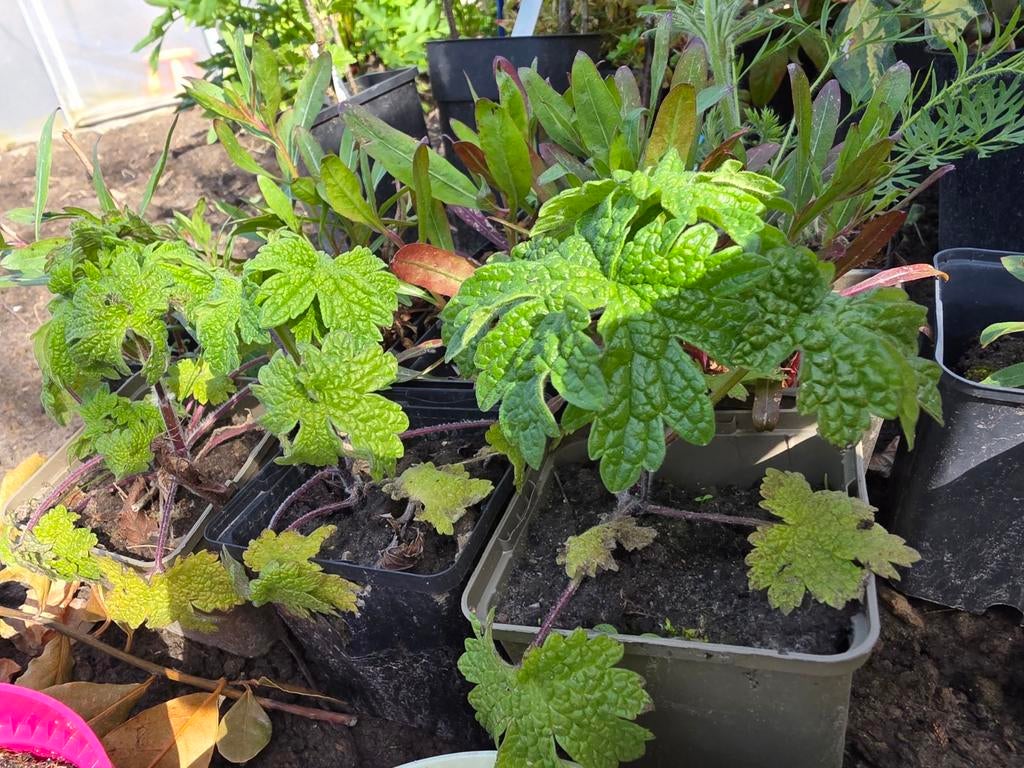 Hartgespan - leonurus cardiaca, Tuin en Terras, Planten | Tuinplanten, Ophalen, Zomer, Vaste plant, Kruiden