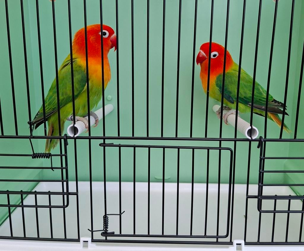 Fischeri - verschillende mutaties, Meerdere dieren, Dwergpapegaai of Agapornis, Geringd