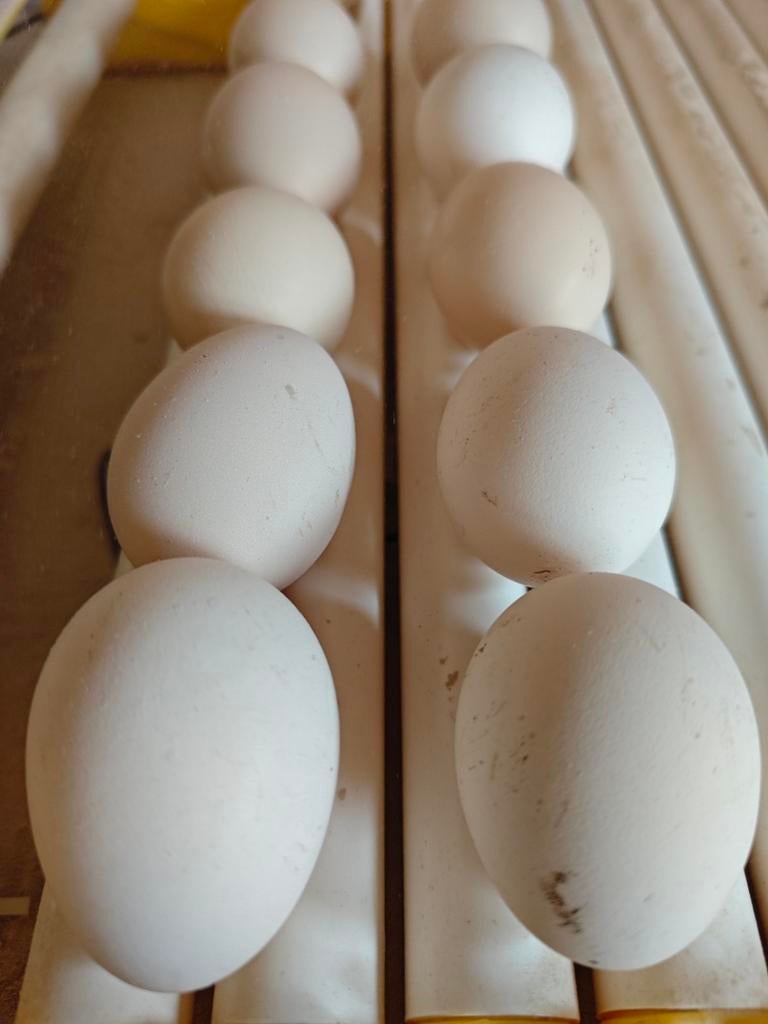 Ayam Cemani broedeieren, Enlèvement