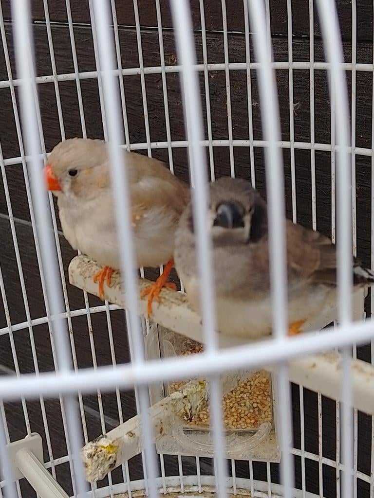 JEUNES PINSONS ZÈBRES de 2025 à 2015 avec ou sans cage, Plusieurs animaux, Oiseau tropical, Bagué